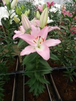 [5393 Tucson VZ No02.JPG]